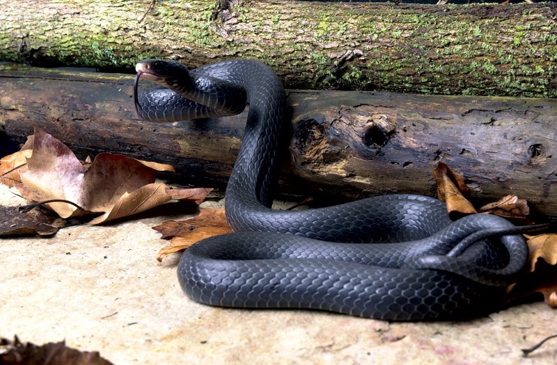 Ohio State Reptile