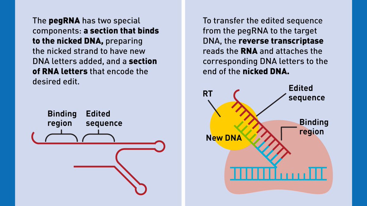 broadinstitute's tweet photo. Prime editing, a new #CRISPR #genomeediting tool created by @davidrliu/@liugroup, directly edits human cells in a precise, efficient, and highly versatile fashion. The tool has the potential to correct up to 89% of #genetic defects. https://t.co/Jn4igFnd9W https://t.co/lfzafbxeXr