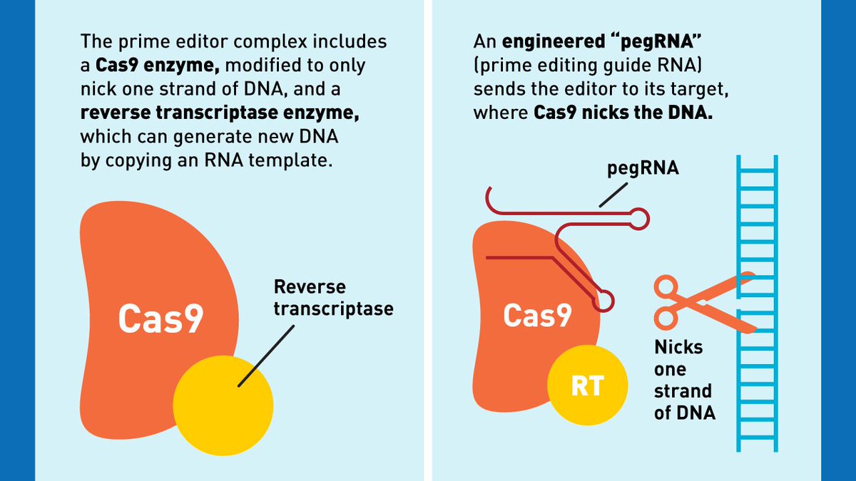 broadinstitute's tweet photo. Prime editing, a new #CRISPR #genomeediting tool created by @davidrliu/@liugroup, directly edits human cells in a precise, efficient, and highly versatile fashion. The tool has the potential to correct up to 89% of #genetic defects. https://t.co/Jn4igFnd9W https://t.co/lfzafbxeXr