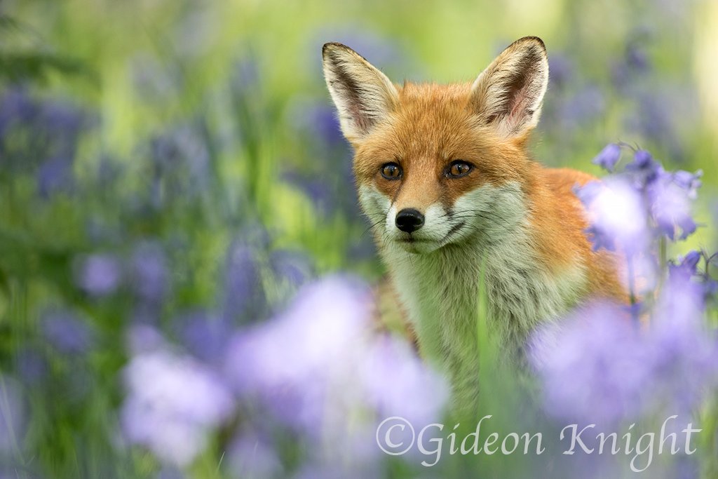 Spring. From my latest exhibition "The Four Seasons of Redbridge".