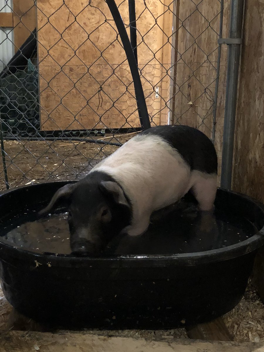 zman553's tweet photo. @KenzieSegale @KinggCaroline @KenzieSegale that is an adorable pig btw. I raised 4 of my own https://t.co/VJJunMQbVZ