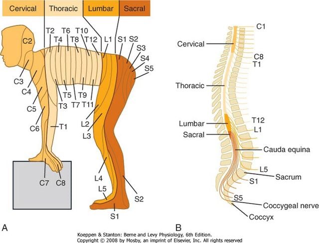 Cervical Spine Dermatome Chart