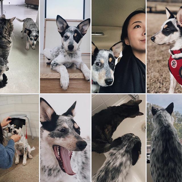 logicvsluxury's tweet photo. One year with the butt! It’s Hazelbutt’s one year #adoptiversary! That first night. Oh boy. Haha. But she’s turned out to be quite the good girl! ❤️ https://t.co/kkxj0H7mPA https://t.co/gGCpStiklu
