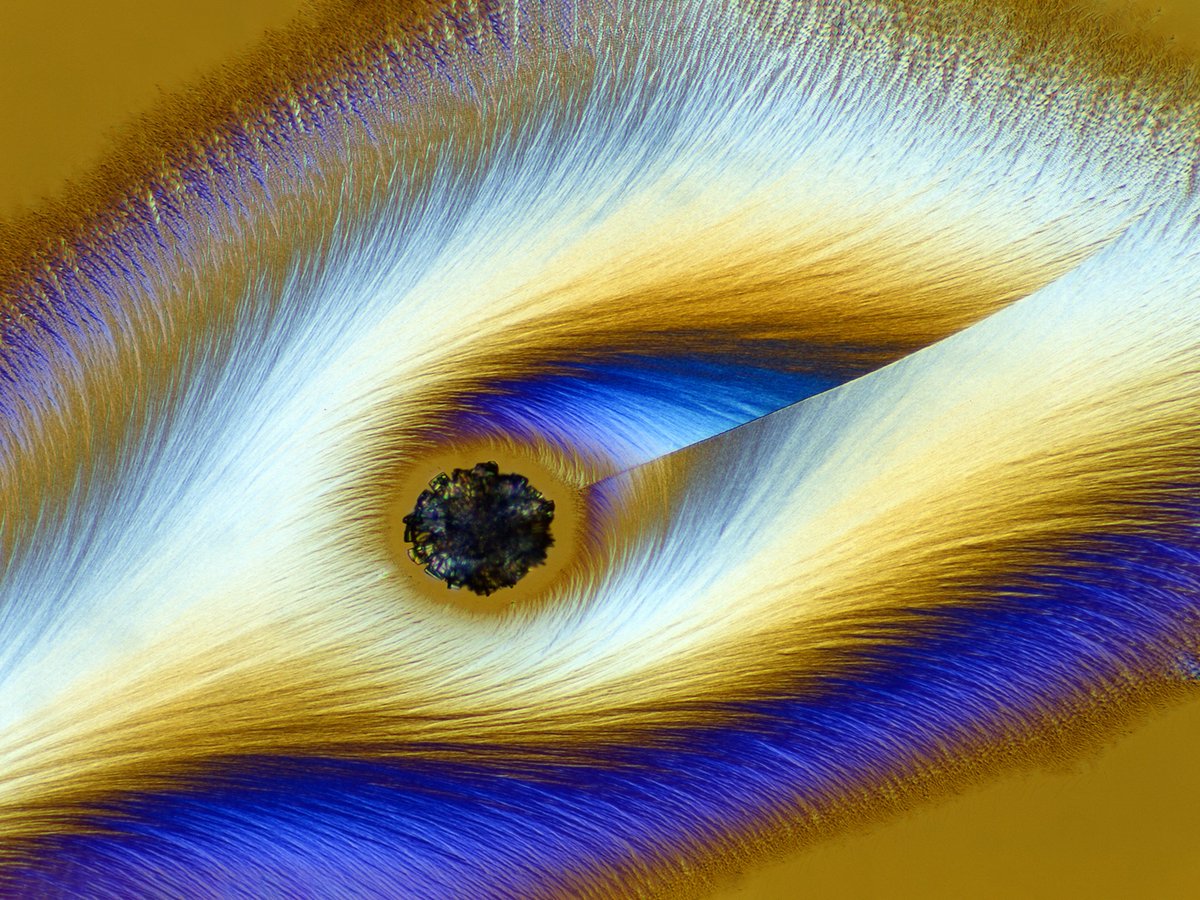 TimesPictures's tweet photo. Nikon has announced the winners of this year's @NikonSmallWorld  photomicrography competition.
First place was awarded to a photo of a turtle embryo, painstakingly captured using fluorescence and stereo microscopy.
See the full gallery of winners: https://t.co/IXOfiJNeOC https://t.co/2i5Tmc74in