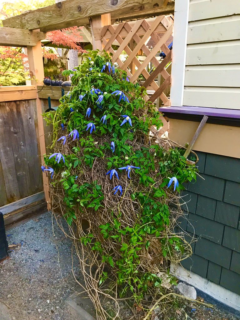 FixItFernwood's tweet photo. Fence rehab and fresh lattice build
#latticefixit #lattice #fence #fencefixit #fixitfernwood #fix8marketing #yyj #yyjre #yyjrealestate #yyjbiz #localyyj #yyjbusiness #victoriabc #victoriabuzz #viccity #yyjlife #cityofvictoria #victoriahype #smallbusiness #hardscape https://t.co/7lvnDg1EI3