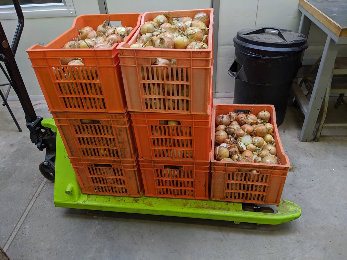 Half way through assessing our #Fusarium trial as part of <a href="/AHDB_Hort/">AHDB Horticulture</a> project #FV449a. Some good disease symptoms in our semi-stored bulbs showing typical basal and internal rot. Just a few more hundred left to assess tomorrow! <a href="/plant_disease/">PlantDisease@Warwick</a> <a href="/WarwickCrop/">Warwick Crop Centre</a> <a href="/WarwickLifeSci/">Life Sciences</a>