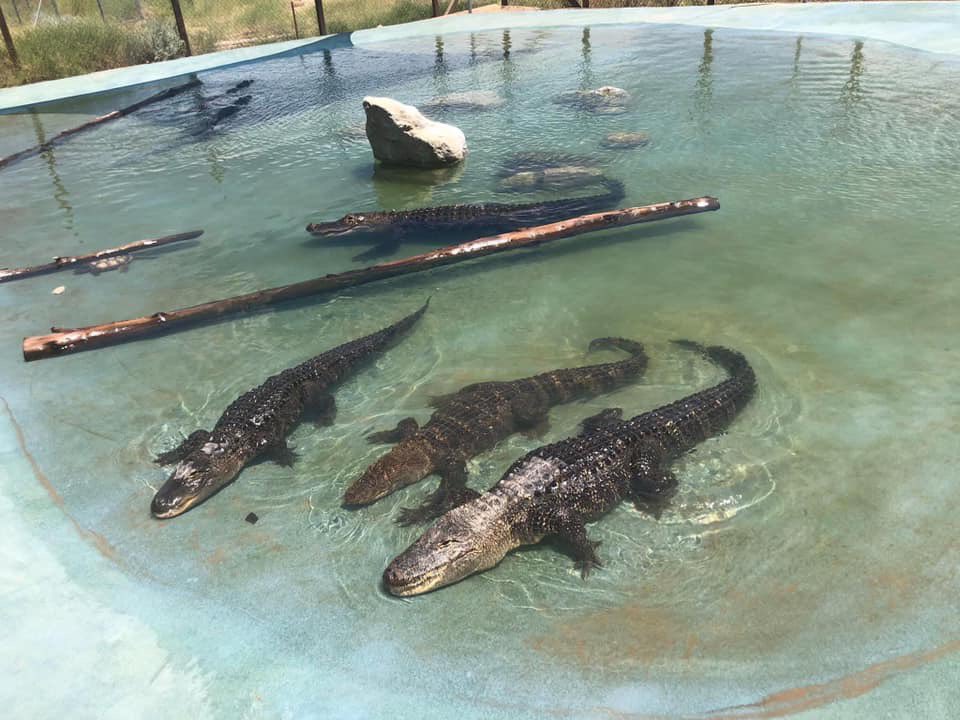 ForeverwildEAS's tweet photo. It’s #ReptileAndAmphibianAwarenessDay! Amphibians and reptiles (aka herps) come in lots of sizes and colors. Some frogs are as small as your fingernail, while snakes can grow as long as a school bus. Come check out our herps, we’re open Mon, Thurs, Fri 12-5 and Sat/Sun 10-5! 🐊 https://t.co/bAc5ifYdV3