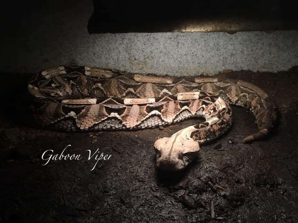 ForeverwildEAS's tweet photo. It’s #ReptileAndAmphibianAwarenessDay! Amphibians and reptiles (aka herps) come in lots of sizes and colors. Some frogs are as small as your fingernail, while snakes can grow as long as a school bus. Come check out our herps, we’re open Mon, Thurs, Fri 12-5 and Sat/Sun 10-5! 🐊 https://t.co/bAc5ifYdV3