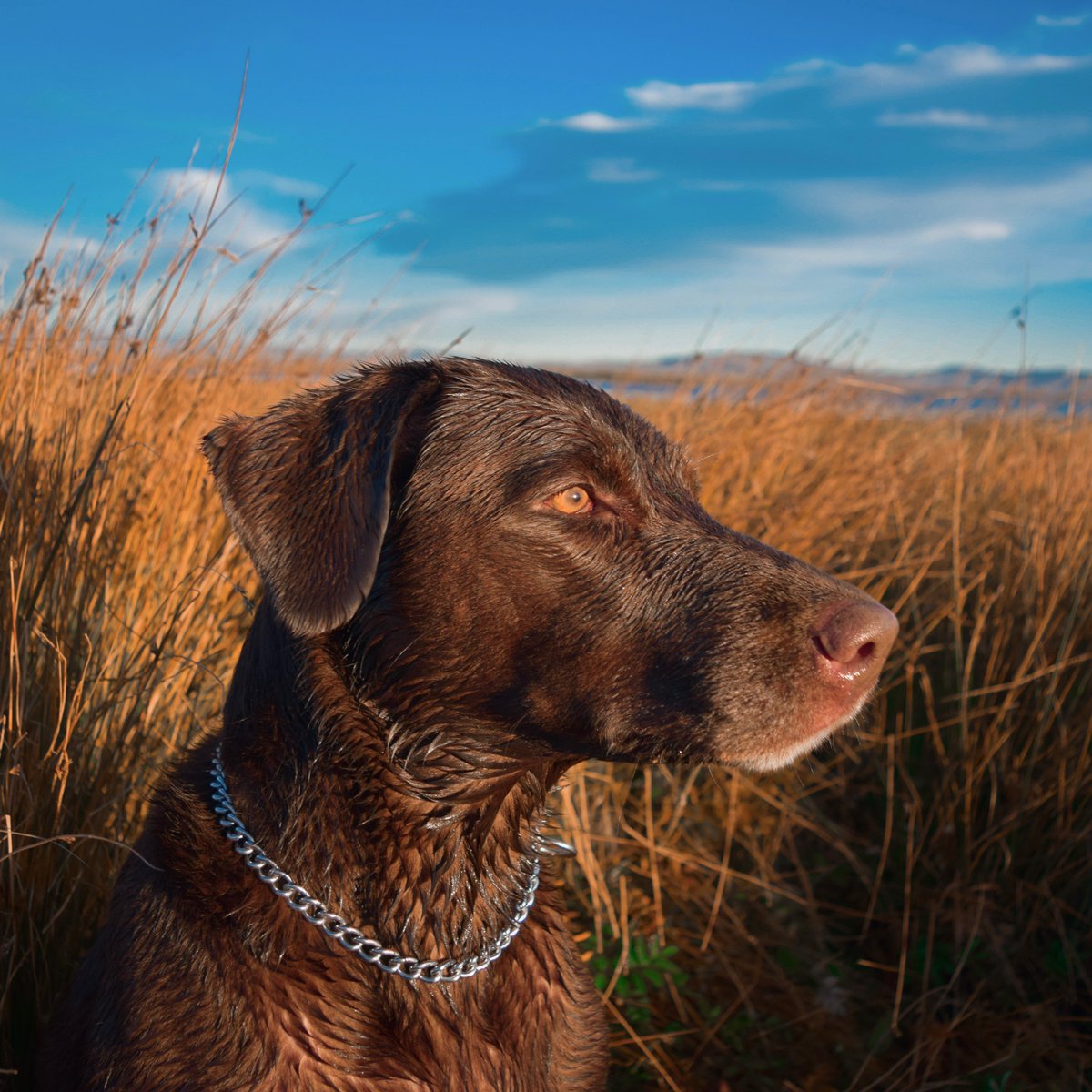 SeeYubaSutter's tweet photo. Calling all outdoorsmen โ the #YubaSutterRegion is a paradise for birds of all kinds. ๐ฆ Go #hunting for pheasants at #Raahauges, waterfowl & quail at the #SutterBypassWildlifeArea, or wild turkey at the #FeatherRiverWildlifeArea! ๐ฆ | Check out https://t.co/mYIfBbwPv5 for more. https://t.co/Z0DM7Fhsol