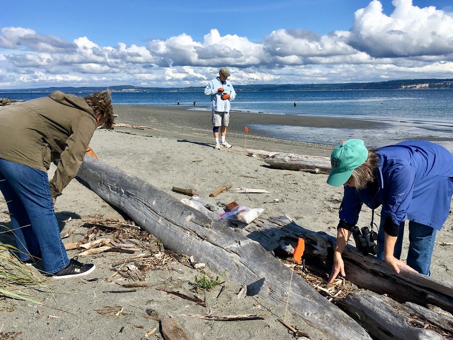 Sheryl and Todd Ramsey with Gretchen Waymen-Palmer, volunteer researchers with University of Washington COASST, in the wood zone of Point No Point beach. Photo: Eric Wagner