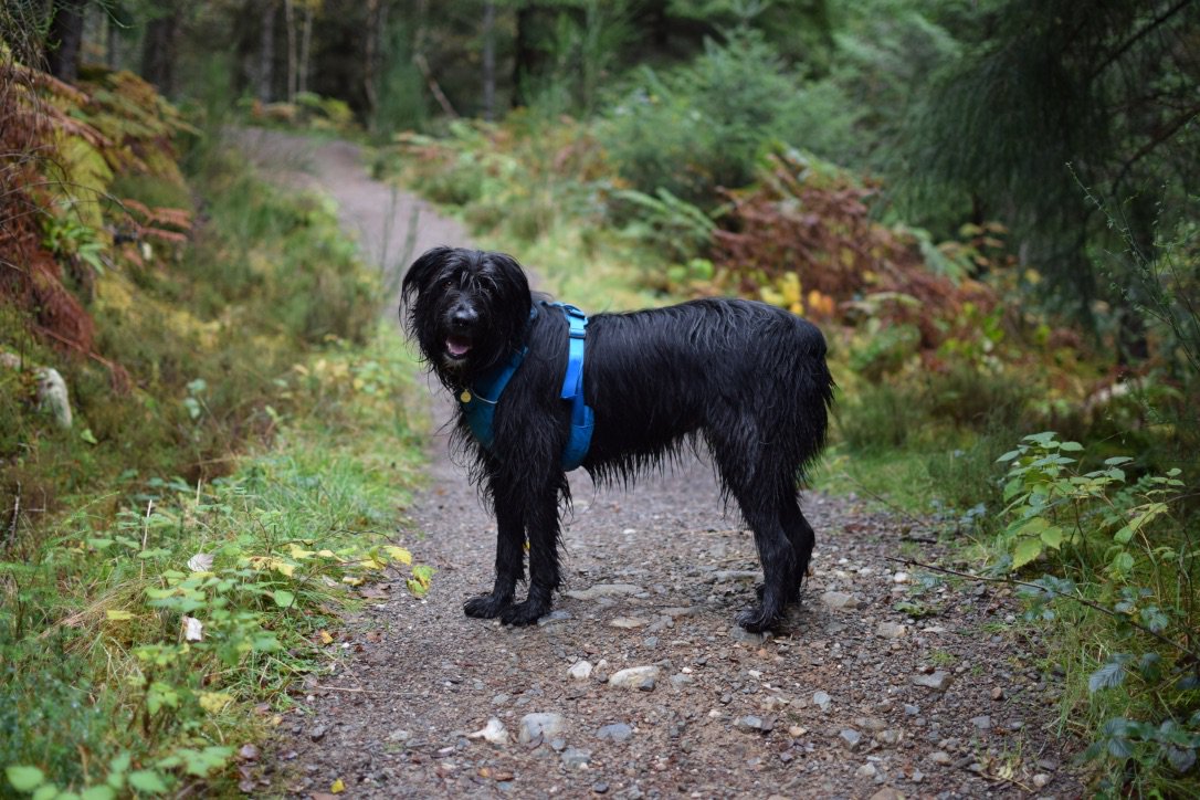 A picture of a black, shaggy, wet dog in the middle of a path in a beautiful wood looking at the camera.