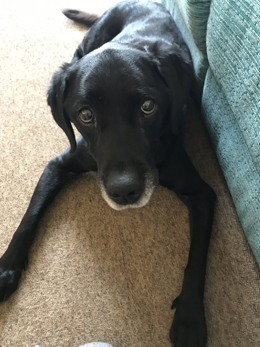 Mollie tweet media