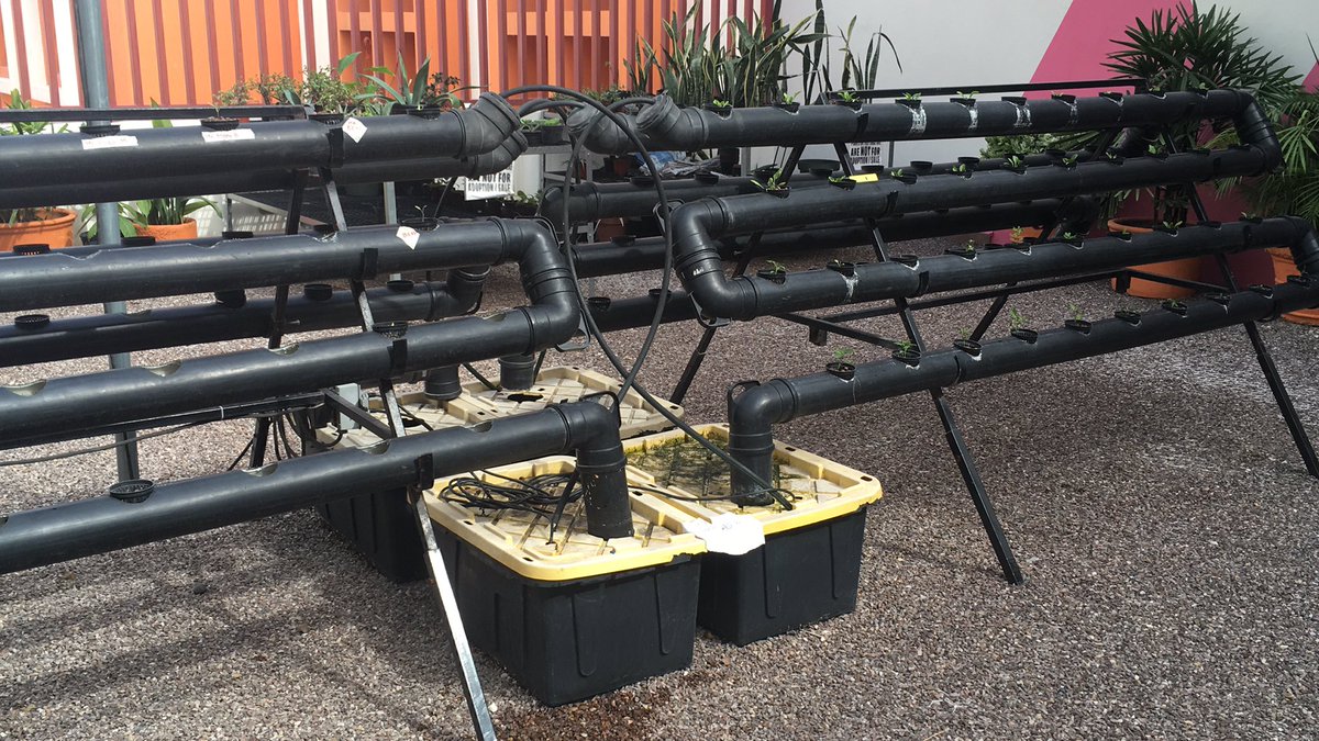 BenjaminLayton's tweet photo. Checking out the ASFM Hydroponic system on the earth terrace with @HeatherARich #asfmlearns @ASFMELEM #ngss #3ls1-1 #ngsschat @Gigiberlanga https://t.co/Tr33ByjUiy