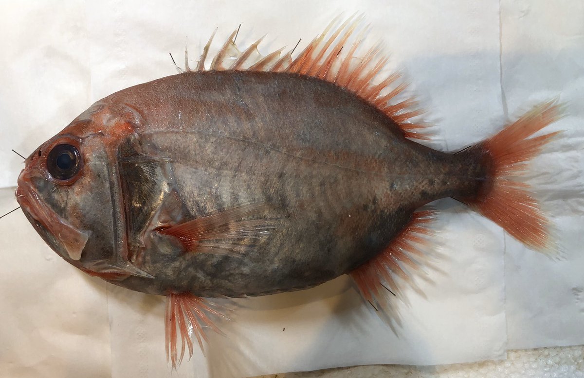 モノノケトンガリサカタザメと動脈 21 正解はハシキンメです よく似たハシキンメとは 背鰭がわずかに欠刻すること 側線鱗は 顕著な盾状でなく わずかに肥大する程度であることにより識別できます 林 13