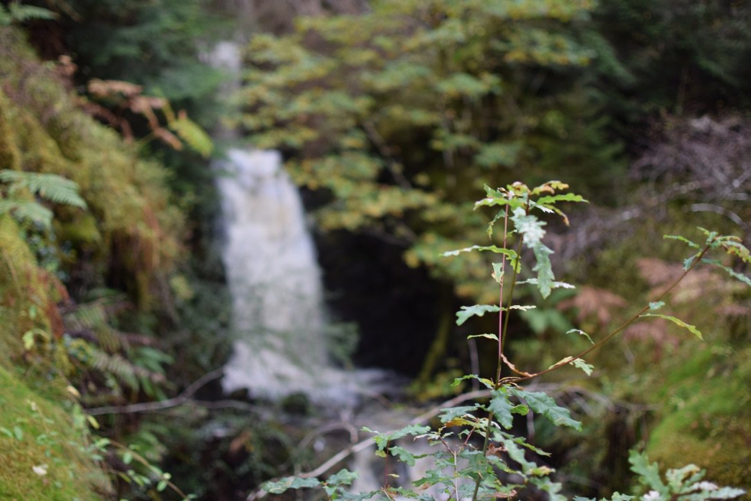 A picture of an in focus branch with an out of focus waterfall behind it.