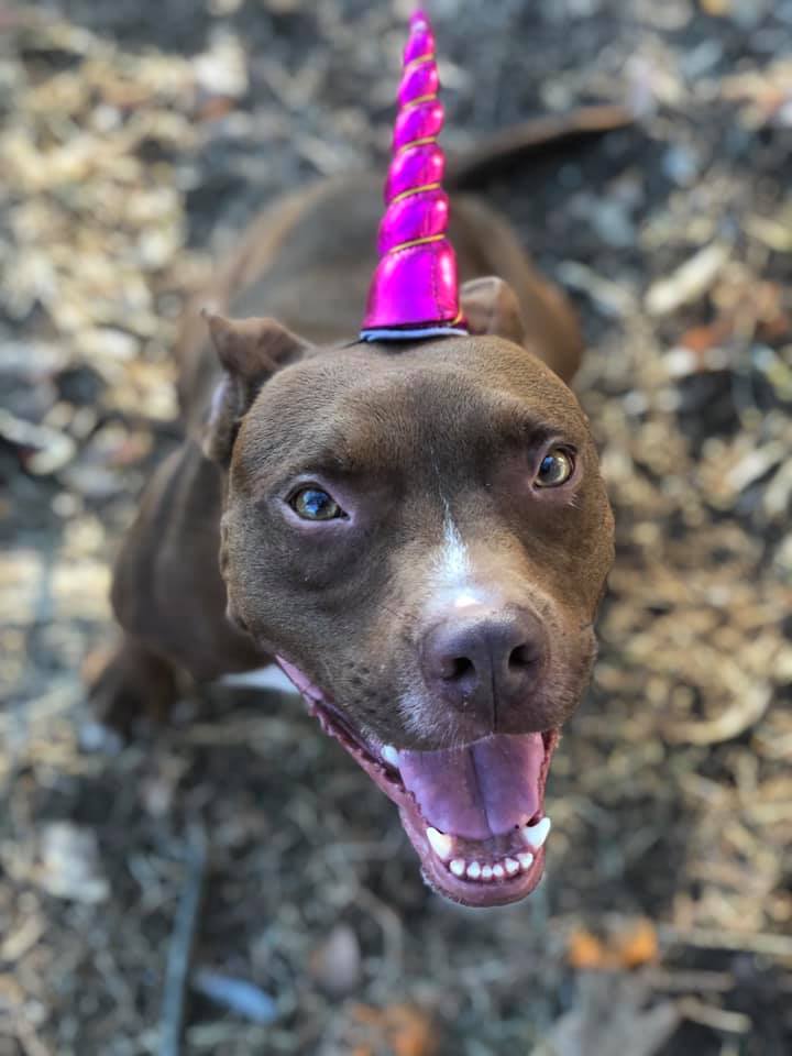 petcolovelost's tweet photo. #FindingRover: Welcome our newest Finding Rover Partner, @HESchatt! You can now find your lost pet with the click of a button in Chattanooga, TN! Make sure your pets are registered today at https://t.co/oCSL5K51s8 to keep your peace of mind! Photo: Humane Educational Society FB https://t.co/tMrgvjF1SW