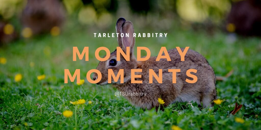 TSURabbitry's tweet photo. #TarletonRabbitry #MondayMoments #WelcometotheBunnyBarn https://t.co/M8yrTYl5Wf