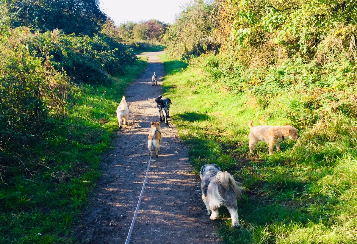 Monday’s fun with these gorgeous guys! 🐾🐾😊 <a href="/dogcelebration/">CelebrationOfDogs</a> @WayTooViral @dogownersuk <a href="/GoodVetPetGuide/">TᕼE GOOᗪ ᐯET & ᑭET GᑌIᗪE 🐾 Pet Directory</a> <a href="/dogandpuplovers/">We love dogs. 🐕🐶😍</a> #monday 
#blackpooldogwalker #lovedogs #fun #walks #dogsoftwitter #cutedogs #lovemyjob