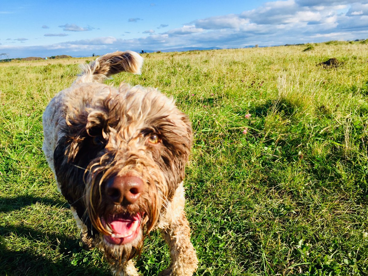 Wooftidoos Blackpool tweet media