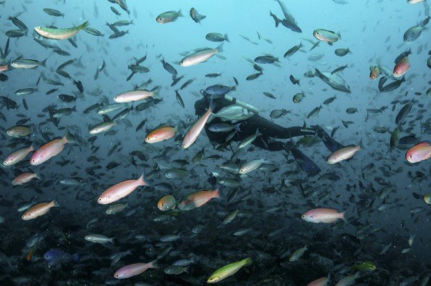 “It’s not too late for the region to take action on #ClimateChange and its toll on water.” 

Four Strategies to Protect Latin America’s Water via Oceana board member David Rockefeller, Jr. for <a href="/AmerQuarterly/">Americas Quarterly</a>: bit.ly/35V52F2