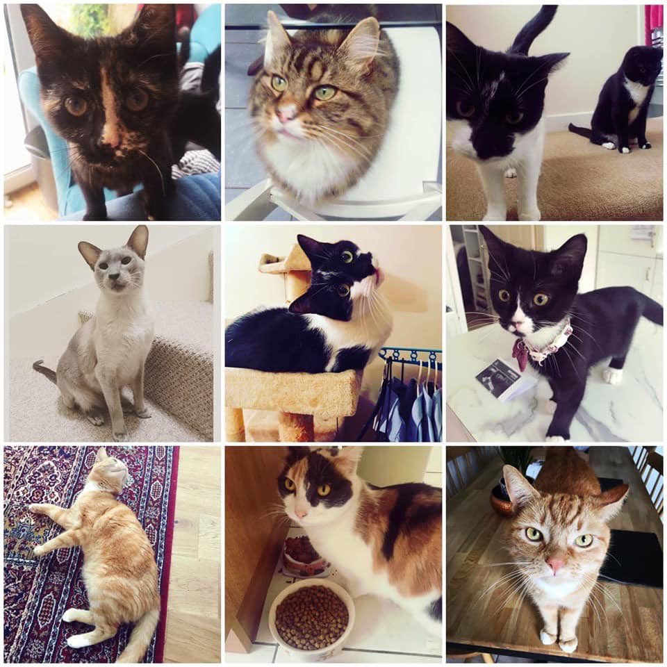 We are super happy to let everyone know, we have spaces available for the following: Group walks, 1:1 walks, cat visits, pet sitting &amp; puppy care. 

Get in touch today on 07711053922 or info@dogandbone.org

#dogwalker #petservices #leamingtonspa #loveleam #warwickshire #dogs