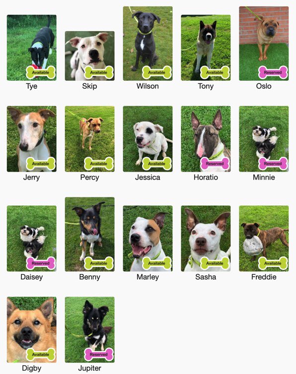 birmingham dogs home rehoming