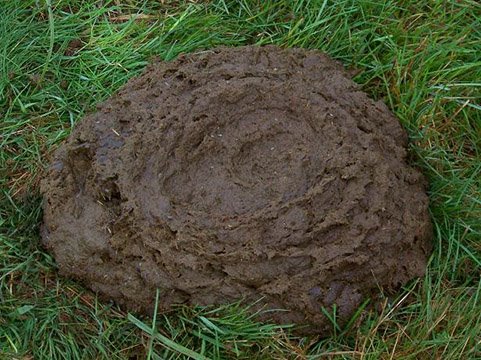 Sign up today for the honor of jumping over these. (Note: this isn't mud.) Race day is 11/9 at 11 a.m.
getmeregistered.com/RCCRunTheWoods