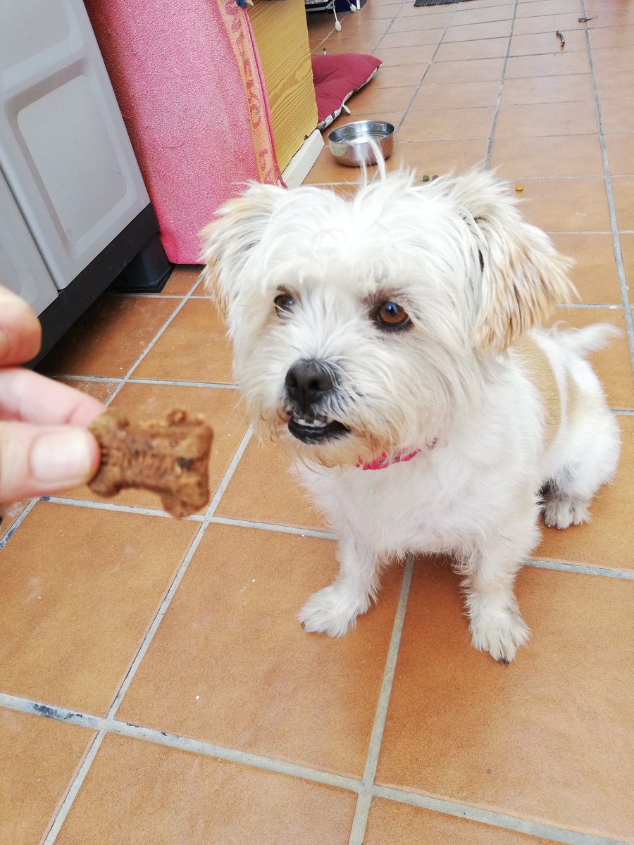 SandraBloguer's tweet photo. Lola probando el pienso de #advance #AdvanceSensitive #advancesterilized #dogfriends #dogstyle https://t.co/CHjiJ2TZZF