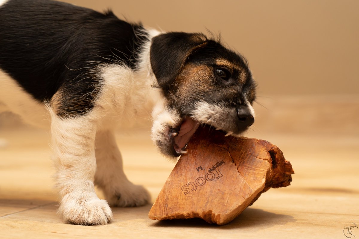 TomRileyImages's tweet photo. Every #puppy should have a #AncoRoots @PetNecessOnline #longlastingchew https://t.co/urWJf33GXI