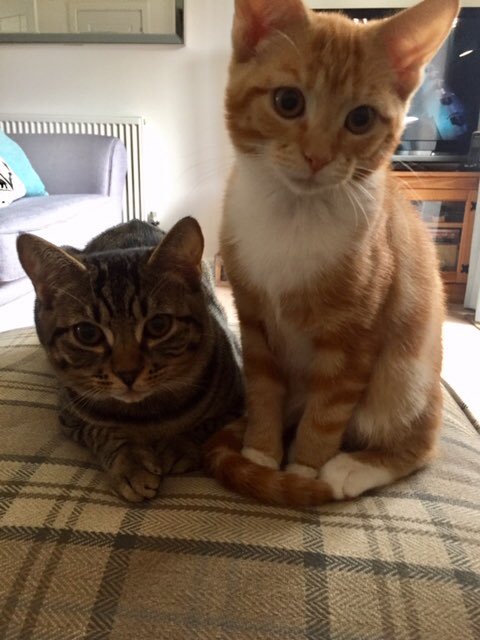 camberleycats's tweet photo. **MISSING CATS IN GU14 - PLEASE RT** Sadly Gus (left) and Annie (right) have both gone missing from their home in Warbler Road, Farnborough. Annie has not been home since September 21st and Gus since October 13th. Please give this post an RT -thank you! 🐱#lostcat #missingcat https://t.co/wrri379LMD