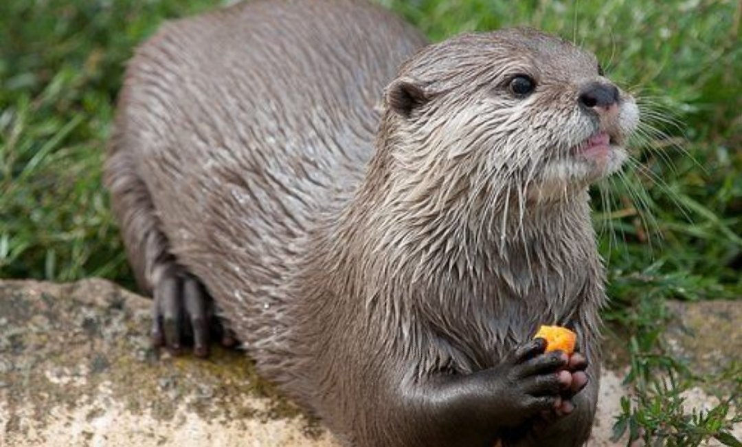 выдра 5 букв. калан камчатский. калан камчатский. выдра моллюск. выдра и ондатра.