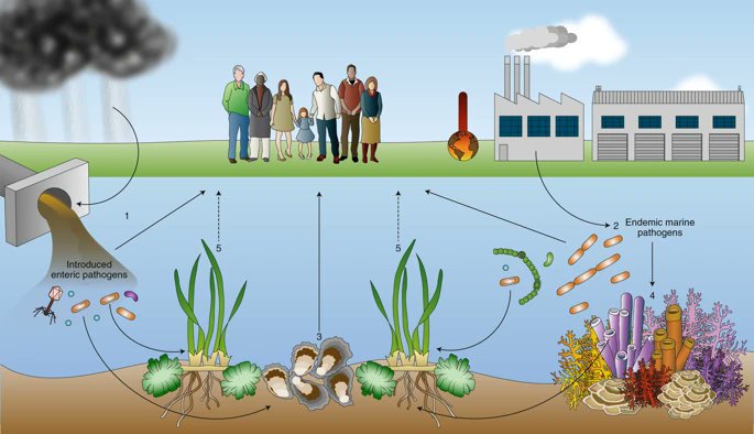 Prof. Peter Macreadie (@petermacreadie) on Twitter photo New study shows microbes are key to ocean health
nature.com/articles/s4155…
Microbes constitute the majority of ocean biomass and control most of the major biogeochemical cycles, including those that regulate Earth’s climate 😮
Congratulations to <a href="/stacey_teetee/">Dr Trevathan-Tackett</a> and co-authors 👋 New study shows microbes are key to ocean health
nature.com/articles/s4155…
Microbes constitute the majority of ocean biomass and control most of the major biogeochemical cycles, including those that regulate Earth’s climate 😮
Congratulations to <a href="/stacey_teetee/">Dr Trevathan-Tackett</a> and co-authors 👋
