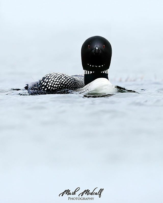 Great Northern Diver (Loon) #wildgeography #elegantanimals #bella_shots #animalsmood #planet_of_animals #nature_of_our_world #wonderfulworld #exklusive_nature #amazing_picturz #shotaward #iganimal_snaps #worldprime #nb_nature_brilliance #ig_cutest_animal… ift.tt/32xMWak