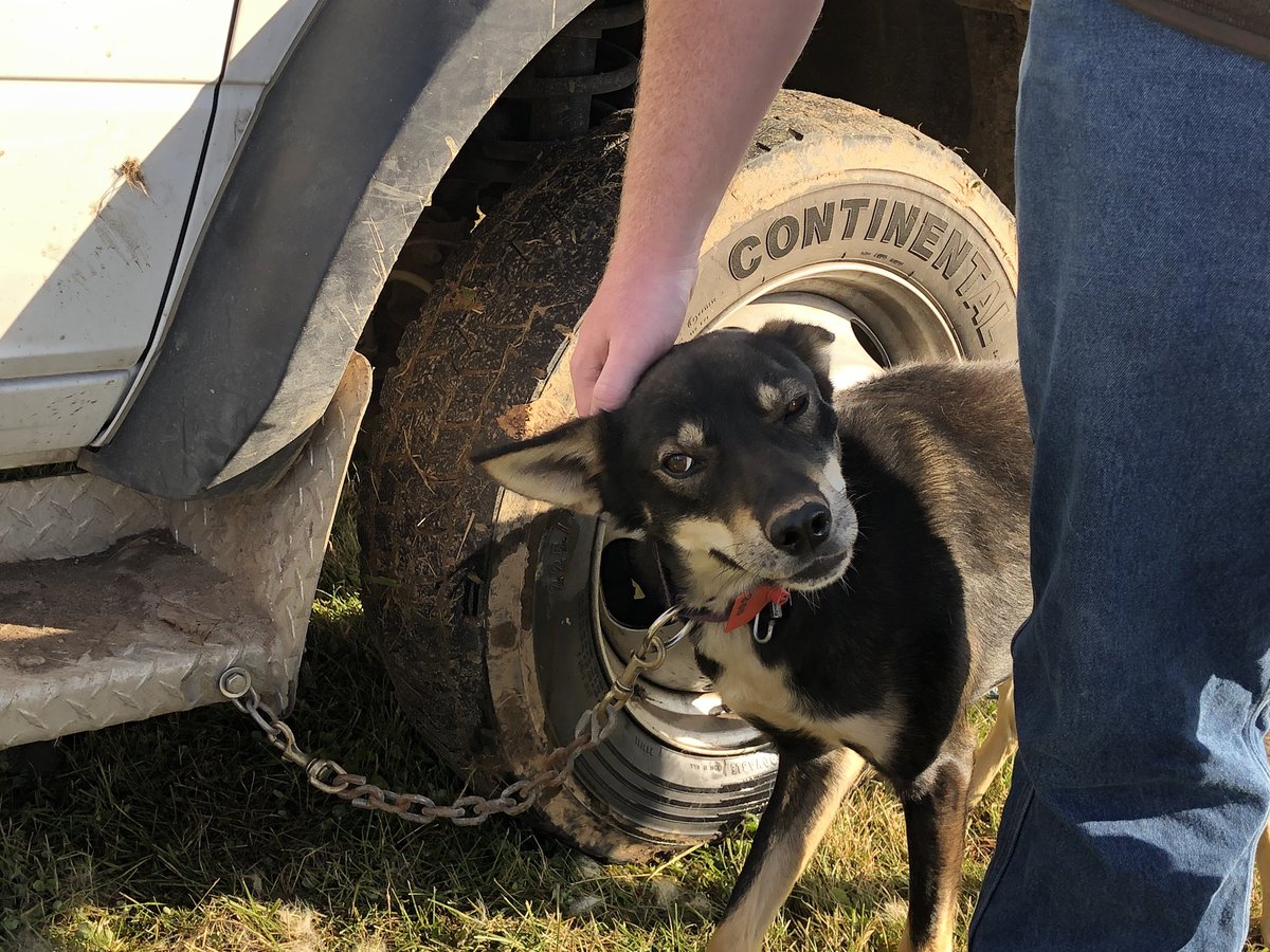 Between races, I was able to cuddle all of the doggos! Please enjoy these pictures of BOO and all of his feelings. He has stolen my heart, as I knew he would. There will definitely be more Boo pictures in the near future. 