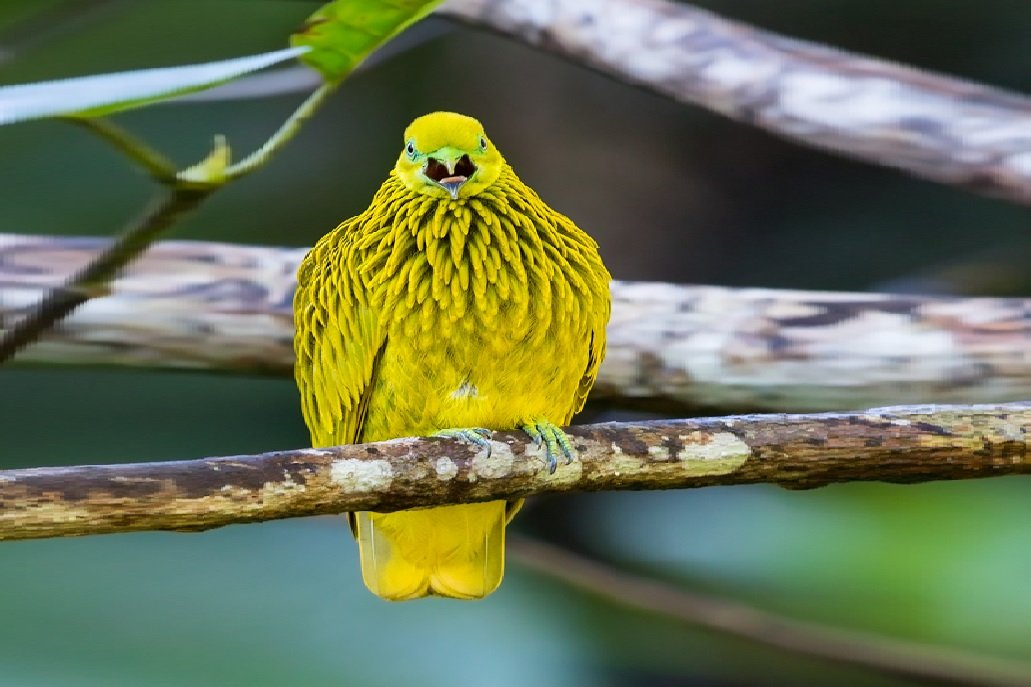 worldbirds32's tweet photo. Golden Fruit Dove (Ptilinopus luteovirens) #painting #art https://t.co/yVbIPCi5Jf