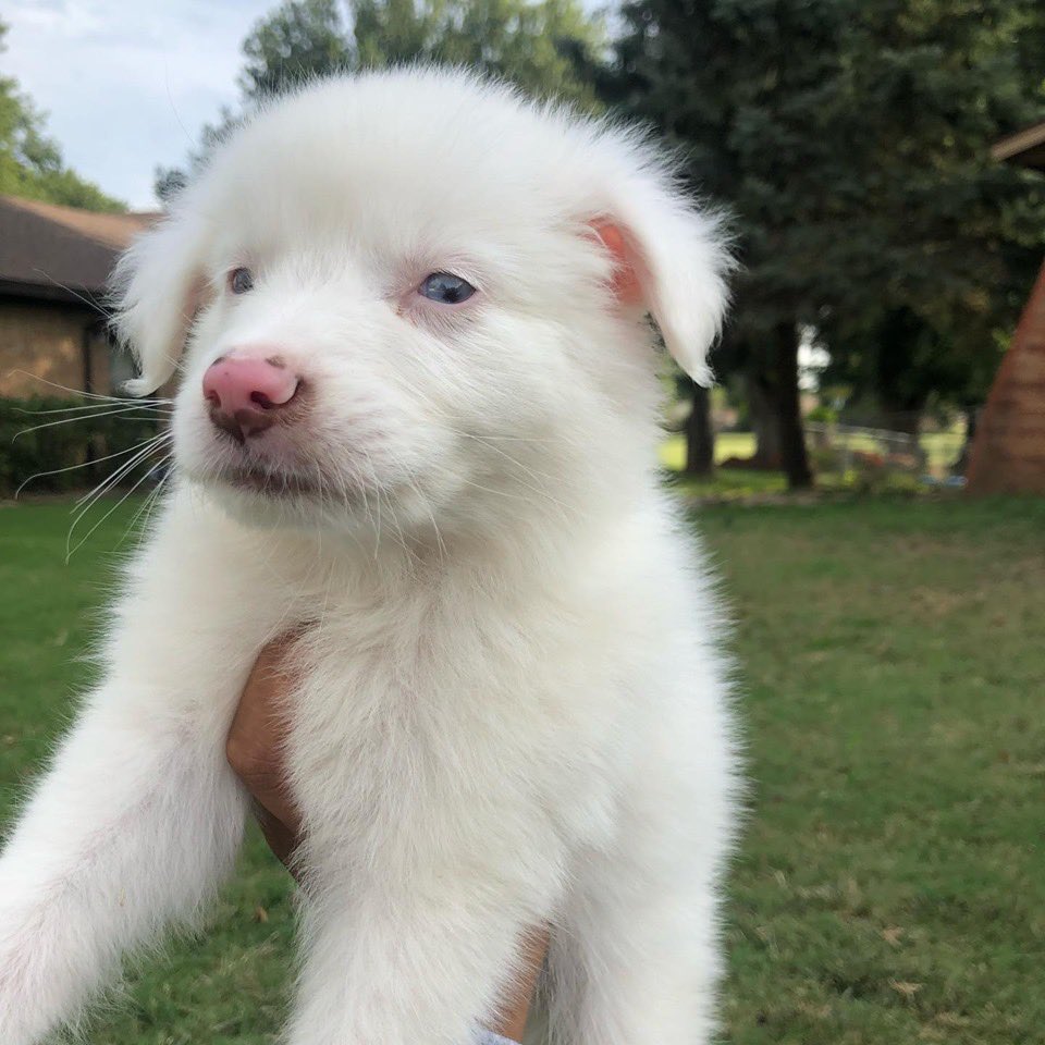 blind australian shepherd