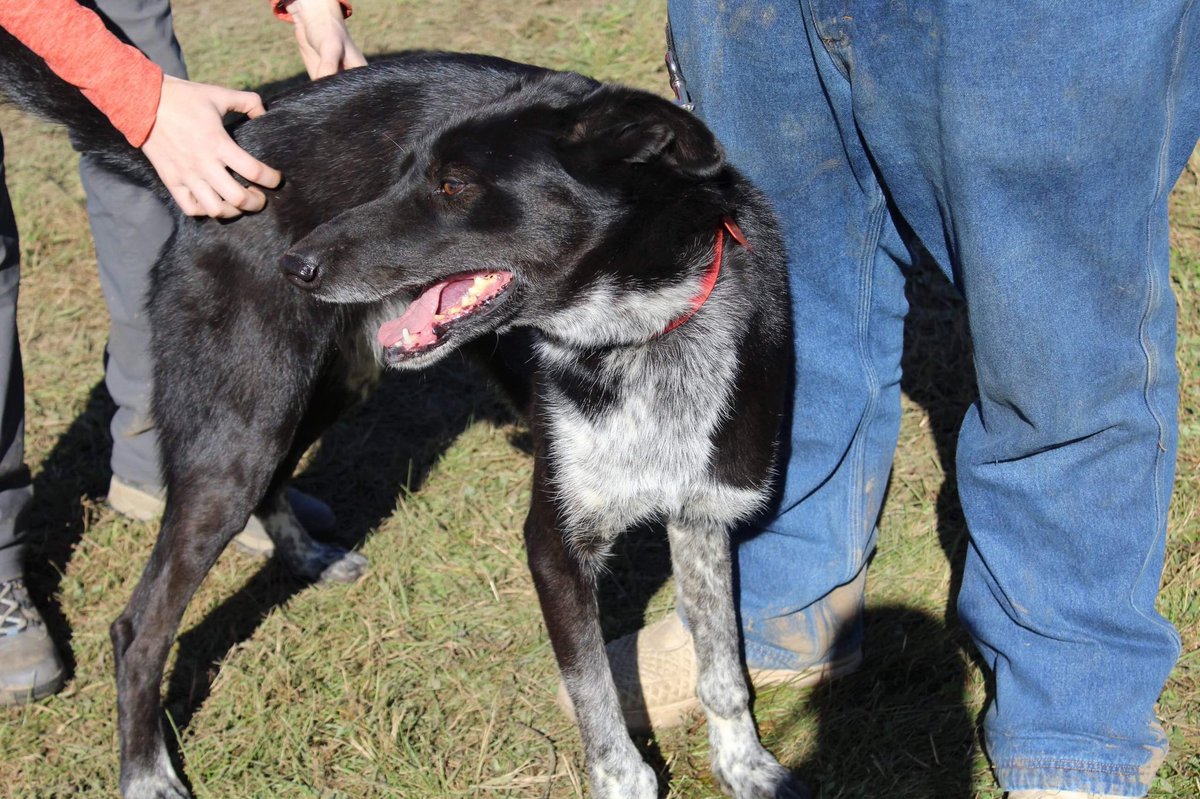 Y’all, Grinch was there. Aka Gronch, Grænch, Greeeench, etc. He is very goofy, very strong, and very cute. However, he’s not racing much now due to arthritis in his wrists. He came for moral support and because several of us wanted to see him to report back to the  #uglydogs