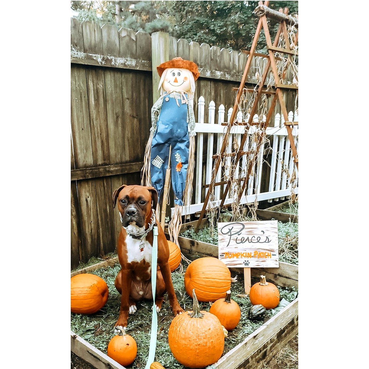 sarahbuckk's tweet photo. Pierce's Pumpkin Patch 🐾🎃
#FallAF #DogMom #Boxer https://t.co/LelSArpasS