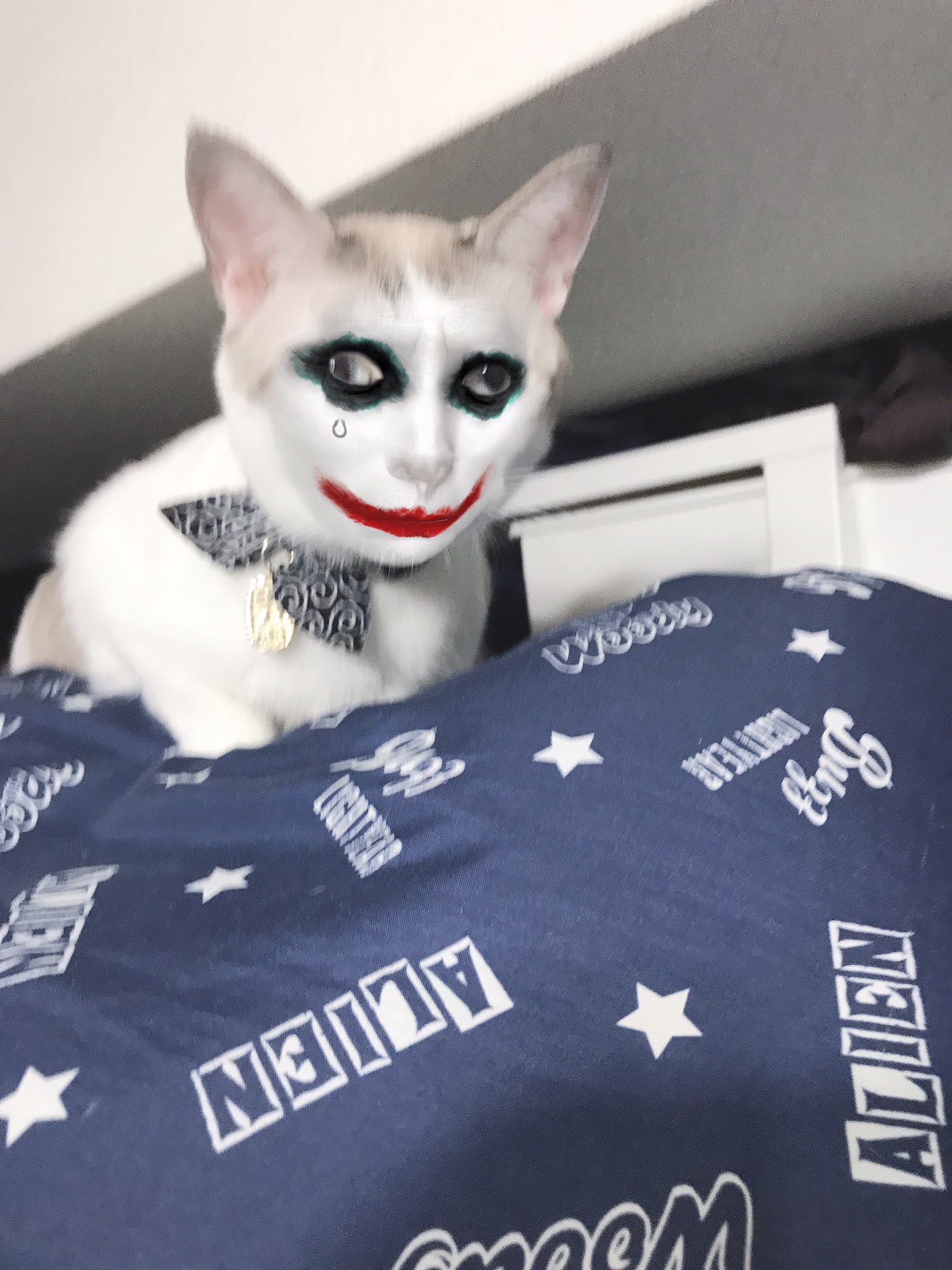 No Twitter 何匹か犬猫飼っているのに このこだけsnowに反応するのは何故だろう 猫のいる幸せ ぬこ ヌコ 猫の写真館 猫好きさんと繋がりたい Snow Snow カメラアプリ ハロウィン T Co Xoaikiwarq Twitter