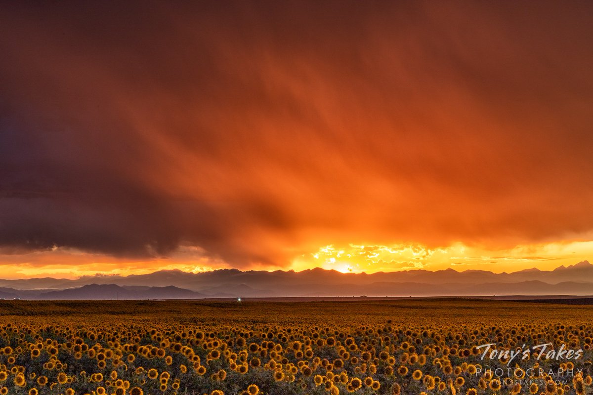 Tony's Takes (@tonystakes) on Twitter photo Golden stormy sunset over sunflowers. Now that’s a #sunset, eh? #Sunflowers below, storm clouds with virga above and those Rocky #Mountains dominating the horizon in the distance. One from back in August that I forgot to share. <a href="/MattMakens/">Matt Makens, Makens Weather</a> #cowx #coweather #CanonFavPic Golden stormy sunset over sunflowers. Now that’s a #sunset, eh? #Sunflowers below, storm clouds with virga above and those Rocky #Mountains dominating the horizon in the distance. One from back in August that I forgot to share. <a href="/MattMakens/">Matt Makens, Makens Weather</a> #cowx #coweather #CanonFavPic