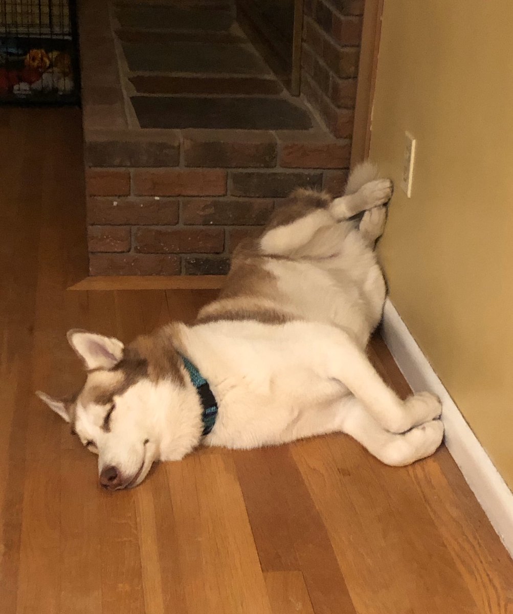 JenCareyLHS's tweet photo. Try explaining to your Siberian Husky that he can’t go on his morning walk or his afternoon run for the next two days because you have 21 students that need to make up a test from last week 💔 #teacherproblems #tundratrouble #huskyproblem #noovertimepay https://t.co/8khkevKbVz
