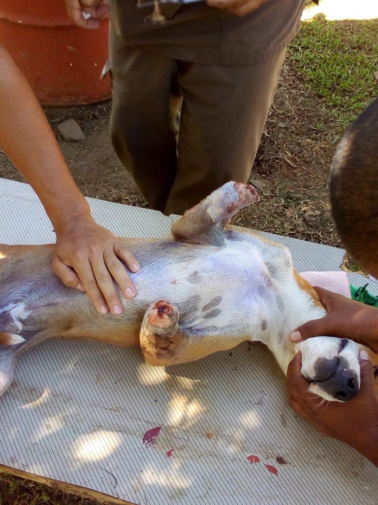 pauarguedasp's tweet photo. Si pueden ayudar por favor háganlo 🙏🏼 hoy se comunicaron conmigo para ayudar con este caso pero se me hizo imposible, me comunique con Tierra de animales y ellos lo aceptaron pero necesitan donaciones.  El perro está sufriendo desde el sábado, ya van de camino por el. RT POR FA😭 https://t.co/CkpcQ88VgM