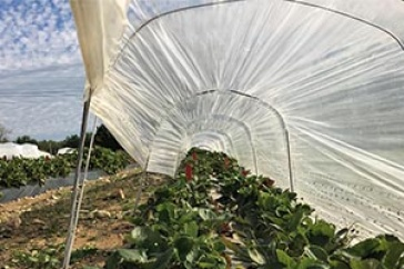 Researchers at the University of New Hampshire have discovered that through the use of low tunnel protective structures, they have more than doubled the annual yield of neutral varieties of strawberries. unh.edu/unhtoday/news/…

#UNH #Strawberries