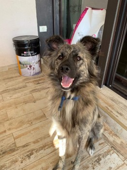 millypod1's tweet photo. 🆘TED #Lost #ScanMe Cross Breed Male
#Boston #Lincolnshire #PE20 2LH 
NEW RESCUE WHO ARRIVED LAST NIGHT😢
PLEASE DO NOT CHASE OR CALL HIM. Report any sightings to Tracey☎️ 07925 416599
https://t.co/ON0pdI8fWV https://t.co/fRlMFNU0Zx