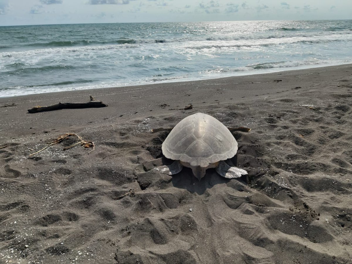 Ayúdanos a conservar y proteger a las hembras anidadoras que salen del oceáno a ovopositar sus huevos. Tortuga Verde🐢 #conservation #environment #greenturtle #tortugasmarinas #beavolunteer #volunteering #veracruz