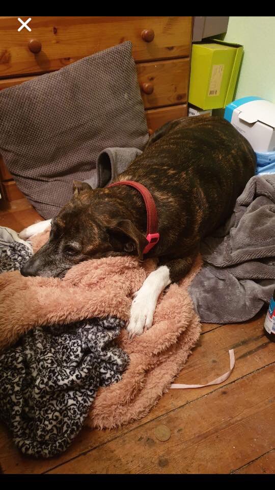 This oldies mummy has died,she’s 9  not keen on little children , good with dogs out on walks . She desperately needs a foster home please. SM5 area. #Teamzay #K9hour