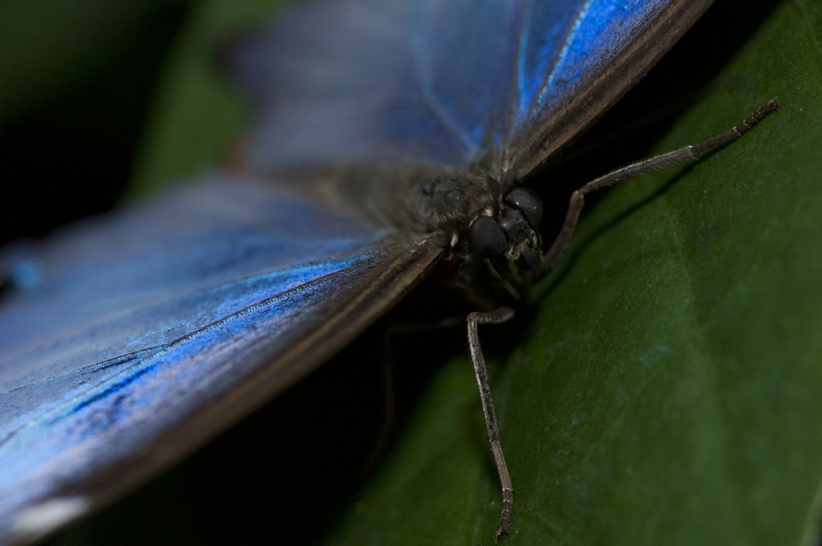 Close up of a shimmery blue butterfly