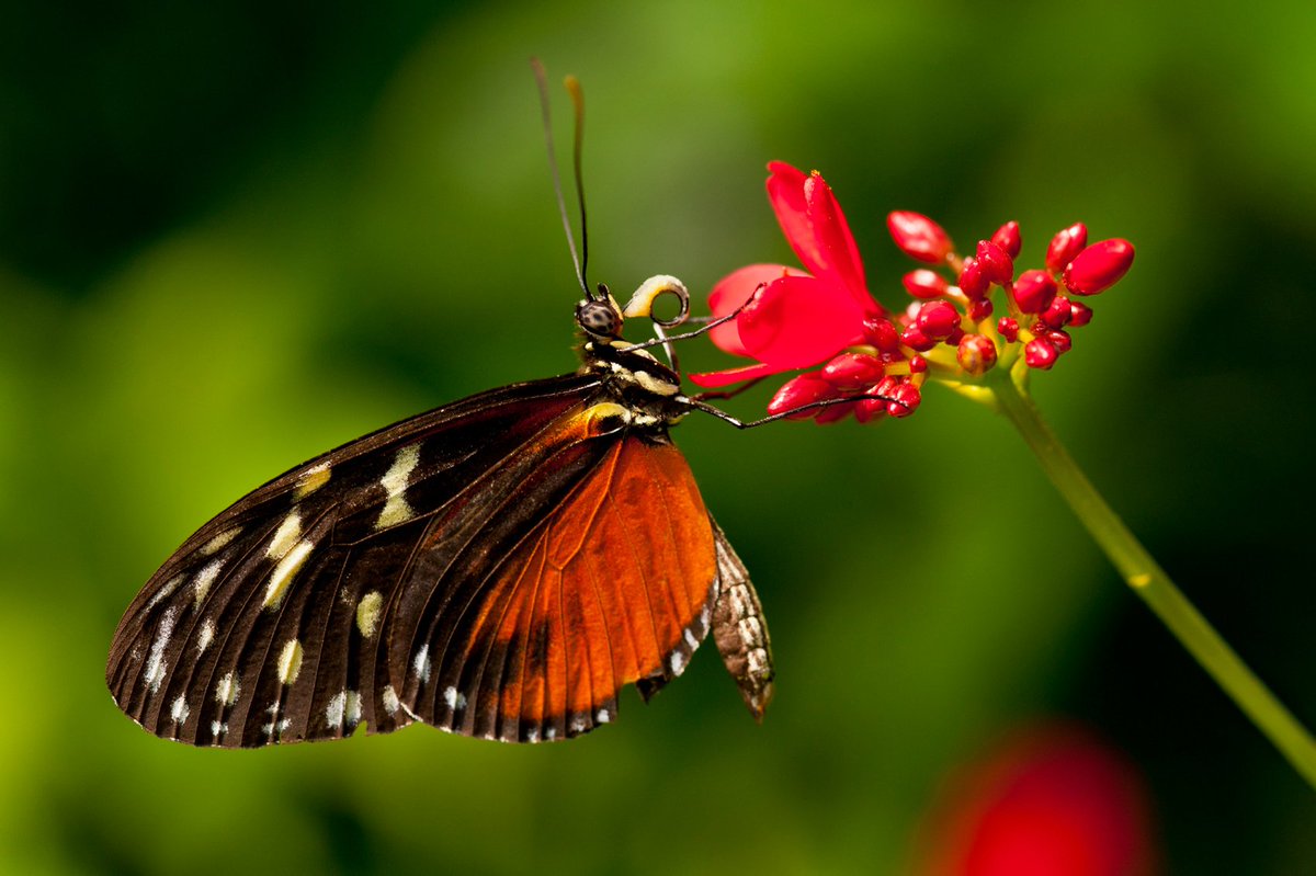 red and brown butterfly feeding at a small red flower