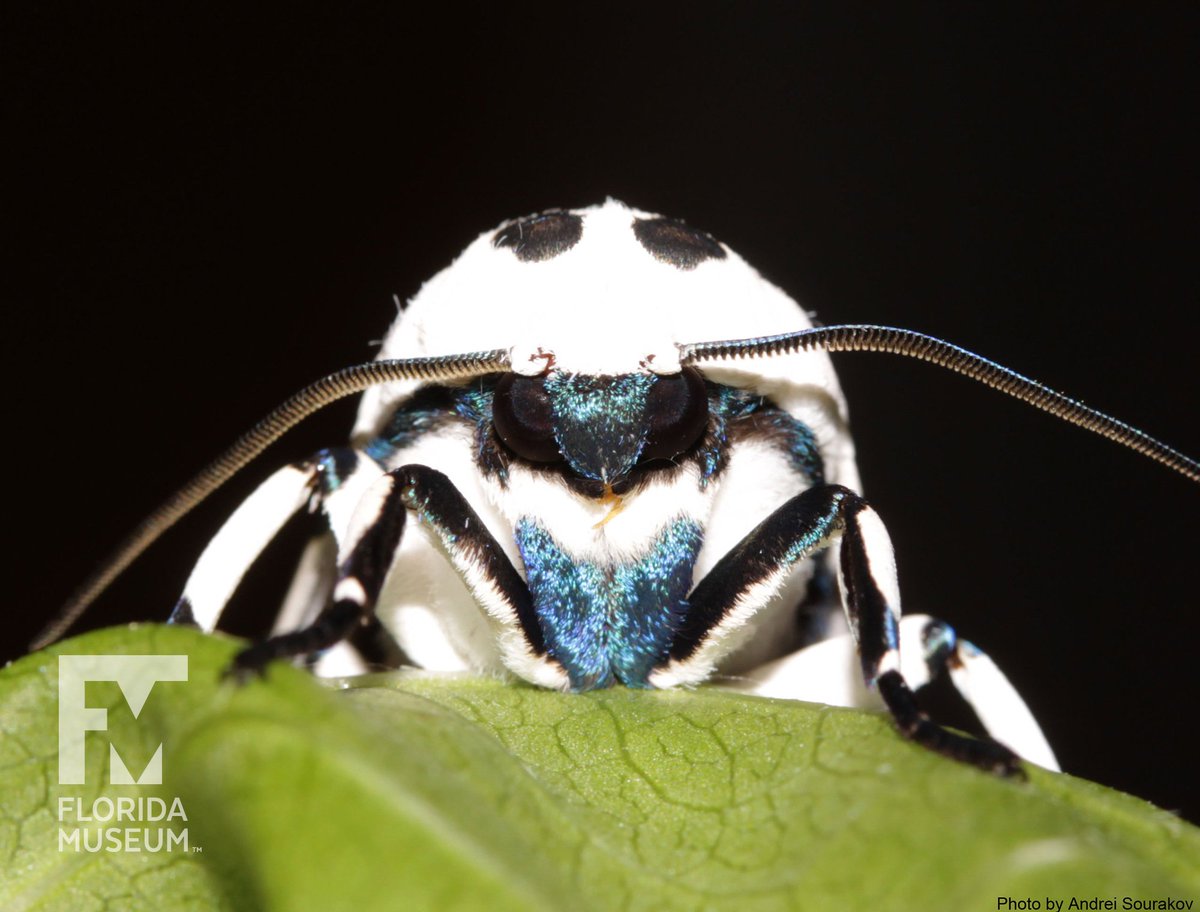 close up of a white moth with black and blue patterns and feather antennae 