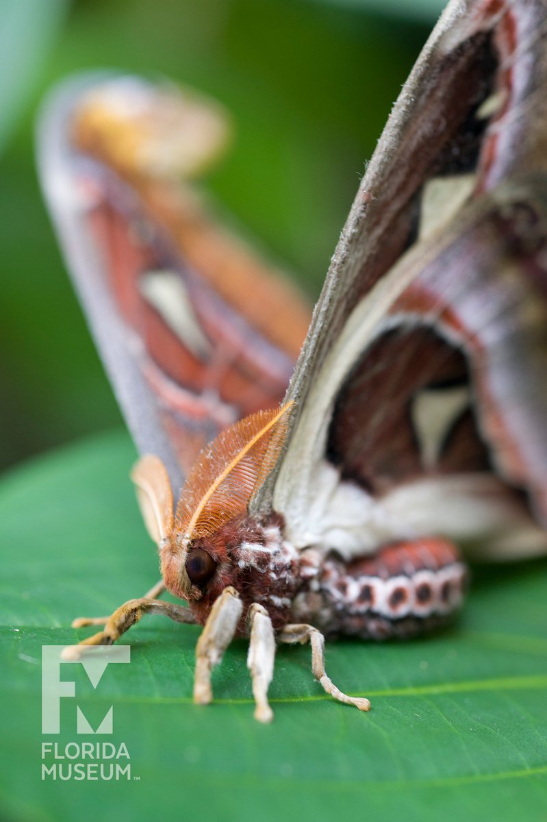 close up of a moth with feather antennae and rusty brown patterns